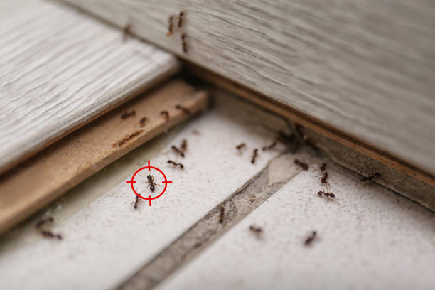 Best Wildlife Control Services  in Roodhouse, IL