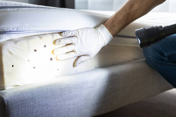 Best Insect Control  in Roodhouse, IL