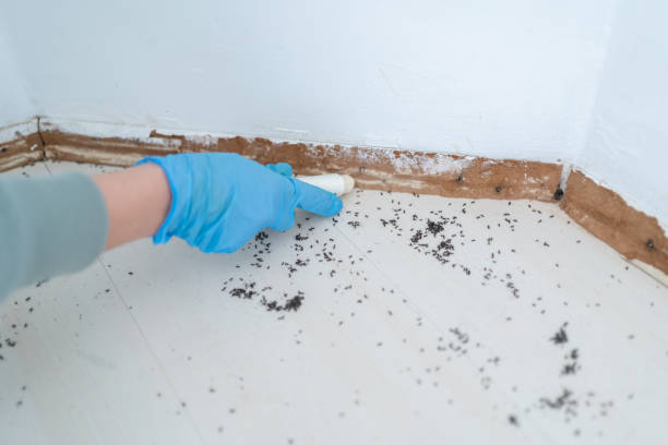 Best Affordable Pest Control Services  in Roodhouse, IL